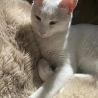 Geschwister Frieda und Mona, Katze zur Adoption