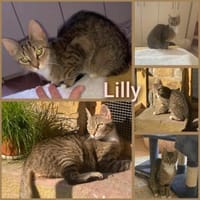 Schüchterne Lilly, Katze zur Adoption