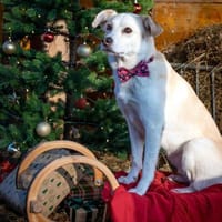 Snowy - klug&sensibel, Hündin zur Adoption