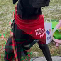 Benni - kleiner Charmeur, Hund zur Adoption