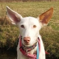 MILKY sucht Körbchen, Hündin zur Adoption