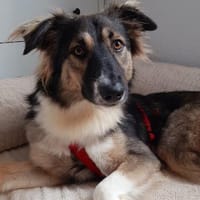 Bernie sucht ein Zuhause, Hund zur Adoption