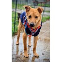 Brezel - wartet in 96160 Geiselwind, Hündin zur Adoption