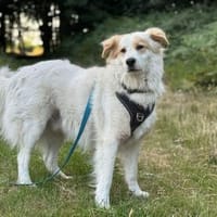 Toby -Kraftpaket + sanftmütiger Schmuser, Hund zur Adoption