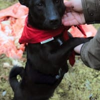Schmusepfote THEOin 18249 Bernitt, Hund zur Adoption