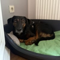 Rea sucht ihre Menschen, Hündin zur Adoption