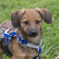 Mila ist aufgeschlossen und nett, Hündin zur Adoption