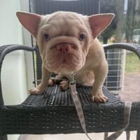 Emmanuel eine französische Bulldogge, Hund zur Adoption