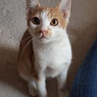 Emil - das bischen Ataxie - na und?, Kater zur Adoption