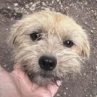 Peggy mit den Knopfaugen sucht Familie, Hündin zur Adoption