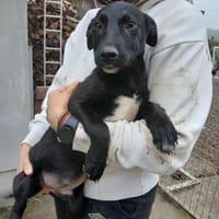 Lupo sucht sein großes Glück! 🐾, Hund zur Adoption