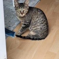 Kater Akari sucht sein Zuhause, Kater zur Adoption