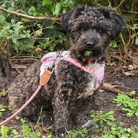 Bibi wartet in Berlin, Hündin zur Adoption