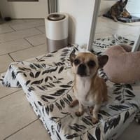 🐶 Murphy  kleiner Chihuahua-Senior, Hund zur Adoption