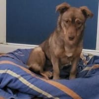 Schokobraune, süße Toffee, Hündin zur Adoption