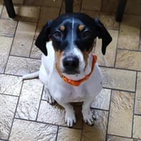 Aida sucht dringend ein neues Zuhause, Hündin zur Adoption