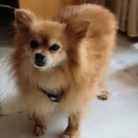 Spitzi Bella in 27619 Schiffdorf #, Hündin zur Adoption