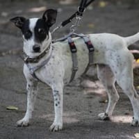 Cindy - Zuhause gesucht, Hündin zur Adoption