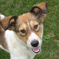 SIDNEY-wunderschöne Jung-Hündin,49 cm, Hündin zur Adoption