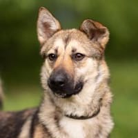 MARTINA- liebt Spaziergänge, Hündin zur Adoption