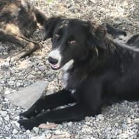 Lupo, Hund zur Adoption