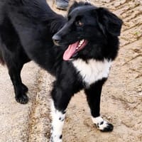 ❤Finja  jung & voller Lebensfreude..., Hündin zur Adoption