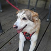 Sandy - hübsche Omi sucht Zuhause, Hündin zur Adoption