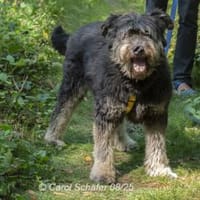 Kunibert ist sanft und zutraulich, Hund zur Adoption