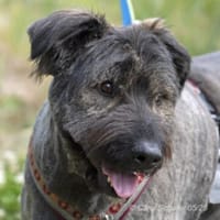 Qunii ist ein lieber Kerl, Hund zur Adoption
