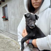 Jogisucht sein großes Glück! 🐾, Hund zur Adoption