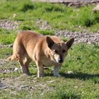 Susa - verschmust u. anhänglich, Hündin zur Adoption