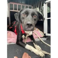 Jamiro - wartet in 63679 Schotten, Hund zur Adoption