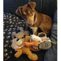 Shawna - wartet in 59199 Bönen, Hündin zur Adoption