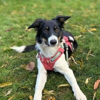 Molly - katzenverträglich, Hündin zur Adoption