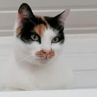 Unsere wunderschöne Katzenseele Izzy, Katze zur Adoption