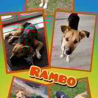 Rambo- sanfte Seele!, Hund zur Adoption