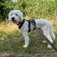 Fuchur - ein großer, hübscher Rüde, Hund zur Adoption