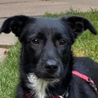 PÜPPI-sanfte Schönheit, 32 cm(w), Hündin zur Adoption