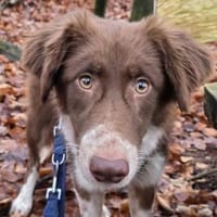 LYRA-wunderschöne Jung-Hündin,53 cm, Hündin zur Adoption