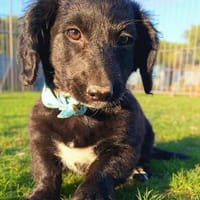 Peaches, super freundlich, lieb (E), Hündin zur Adoption