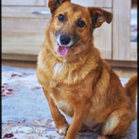 Lass ein Wintermärchen war werden!, Hündin zur Adoption