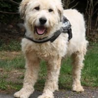 Charlie ist sehr menschenfreundlich, Hund zur Adoption