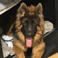 Milow sucht seine perfekte Familie, Hund zur Adoption