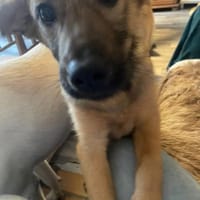 Sanfte Emmi🌺 sucht liebevolles Heim, Hündin zur Adoption