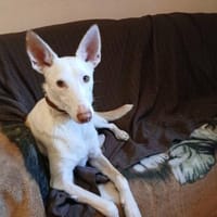 unternehmungslustige Hündin, Hündin zur Adoption