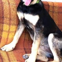 Mira in Thüringen, Hündin zur Adoption