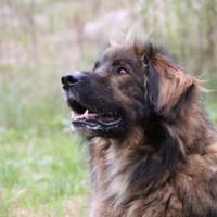 Arco, sportl. großer Familienhund, Hund zur Adoption