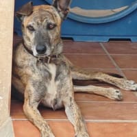 Cassie - freundliche und brave Hündin, Hündin zur Adoption