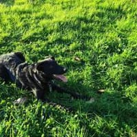 BAGHEERA - aktiv und kontaktfreudig, Hund zur Adoption