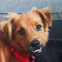 EMMA-zuckersüße Jung-Hündin,31 cm(w), Hündin zur Adoption